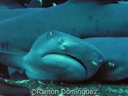 whitetip crowd at Roca Partida island by Ramón Domínguez 